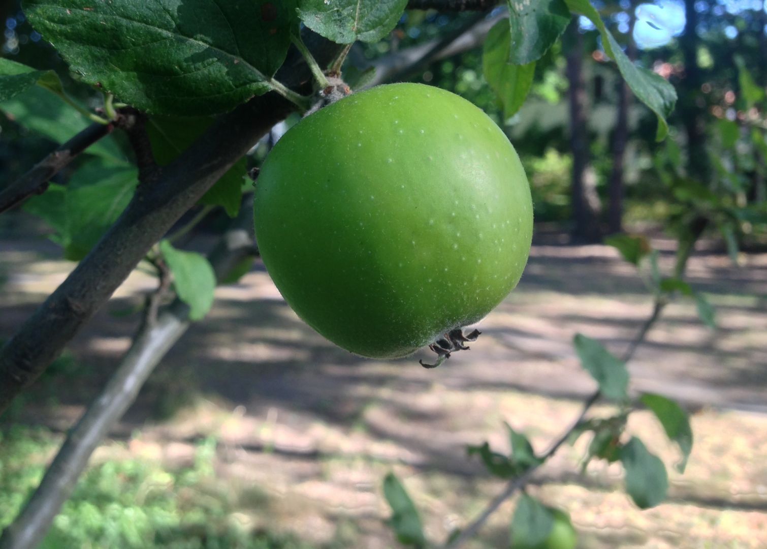 Äpfel, Birnen, Pflaumen, Quitten und Holunderbeeren