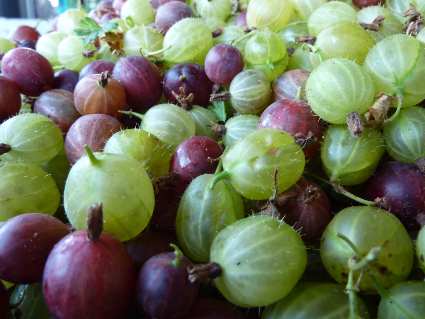 Annahme von Kirschen, Johannisbeeren, Stachelbeeren