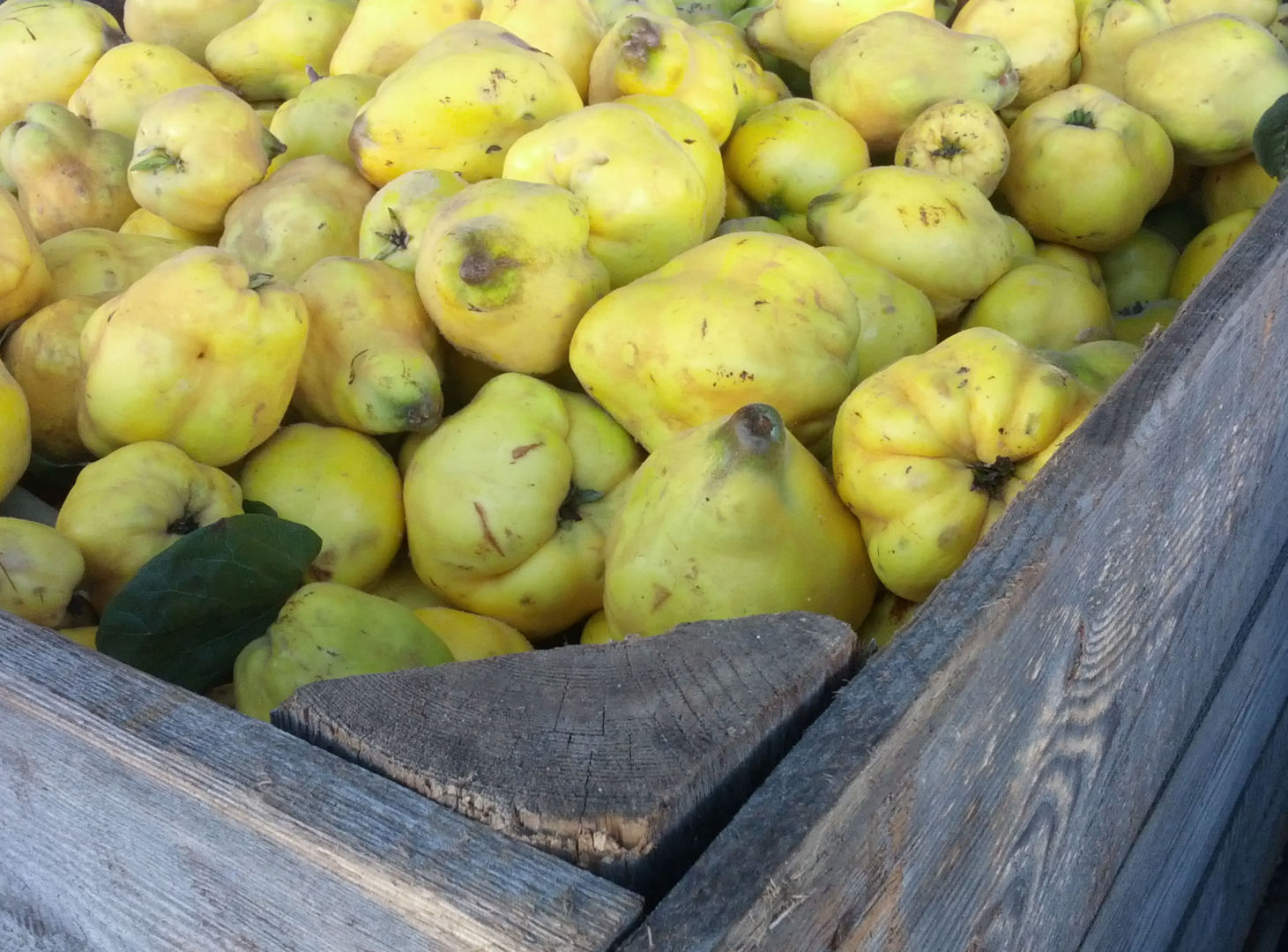 Obstannahme geht zu Ende…